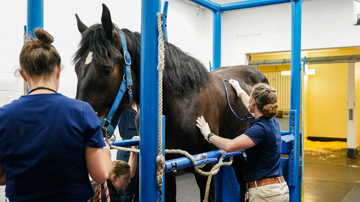 A horse in the veterinary hospital