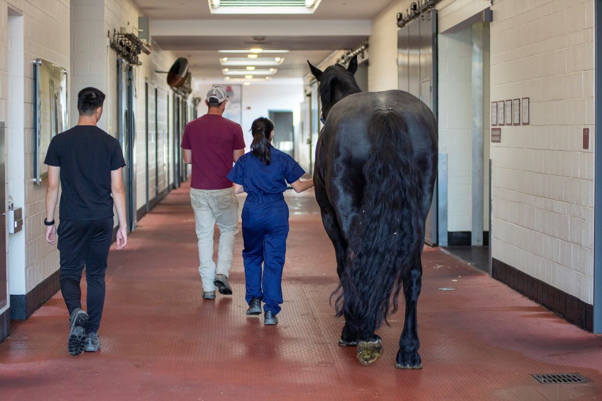 people leading a horse down a hospital hallway