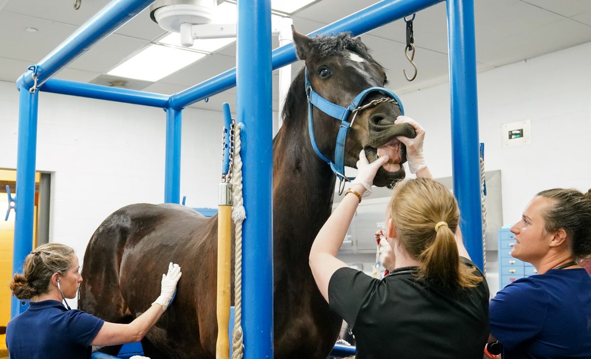 A veterinary team examines a horse's mouth