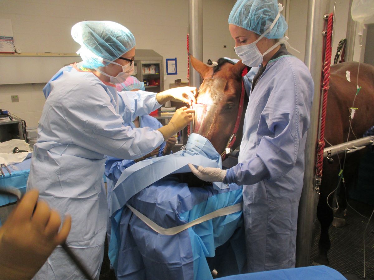 surgeons performing standing surgery on a horse
