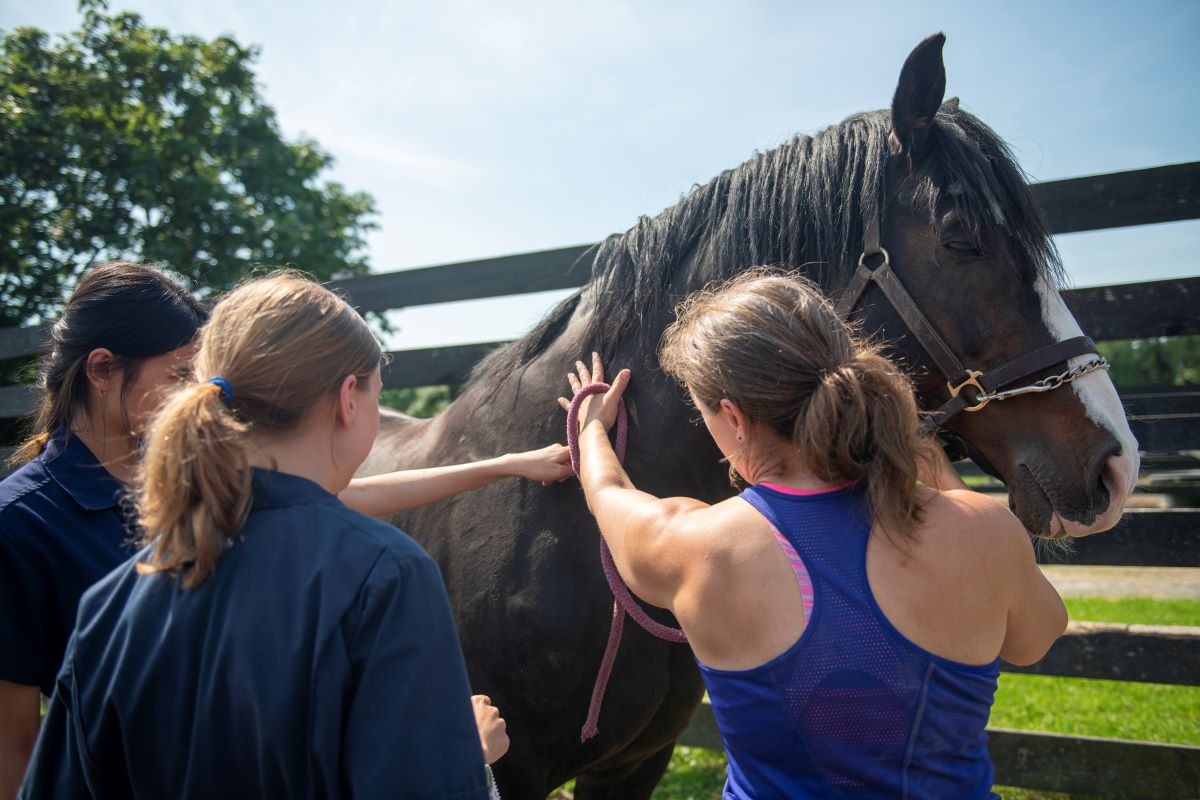 People examine a horse in a paddock