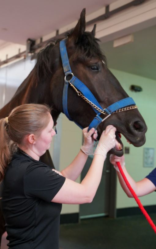 horse and veterinarian