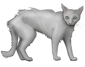 Thin, unkempt cat with hyperthyroidism