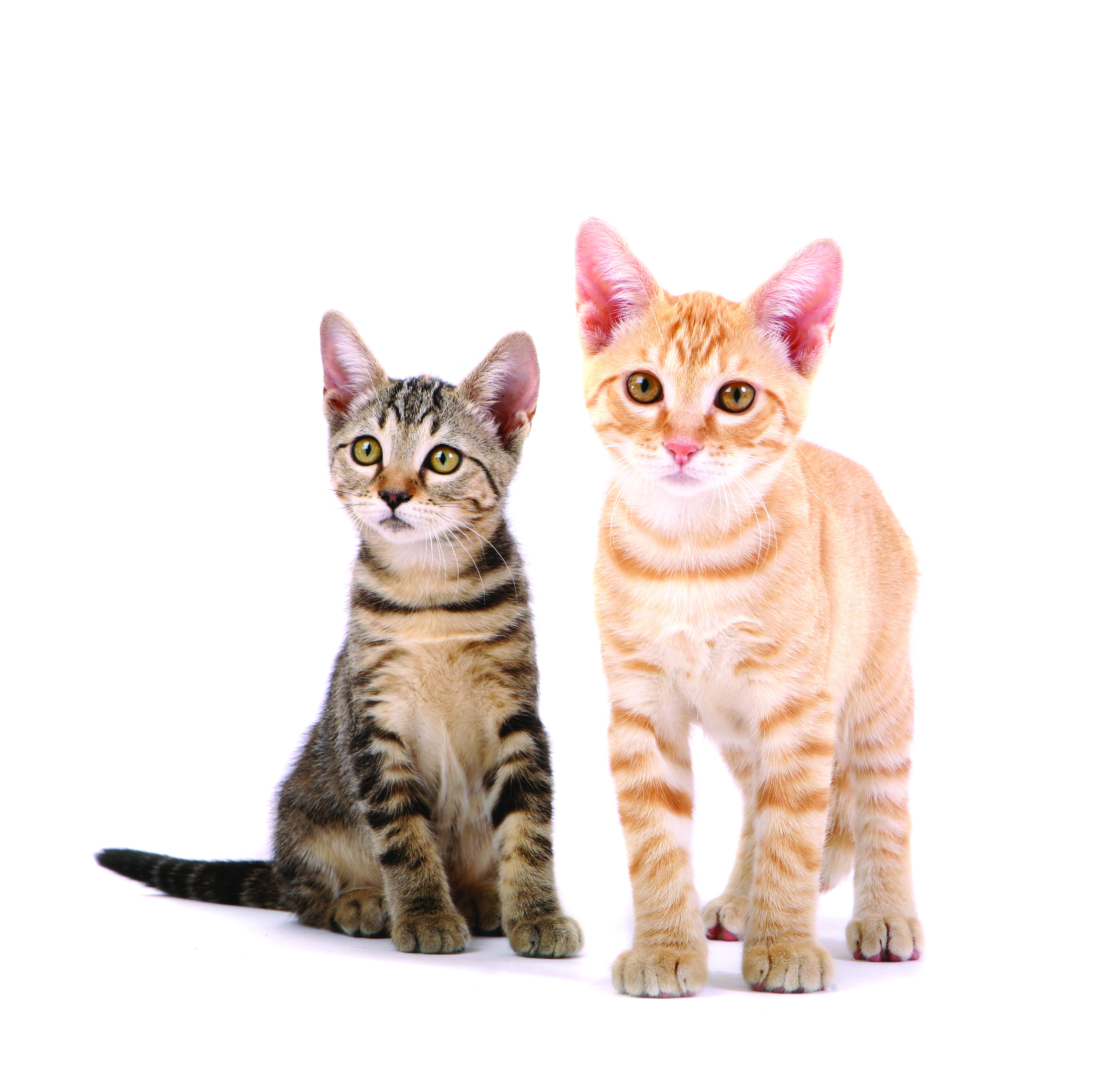 Two tabby cats