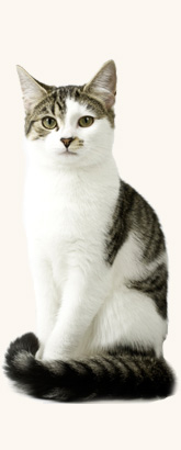 white and black cat