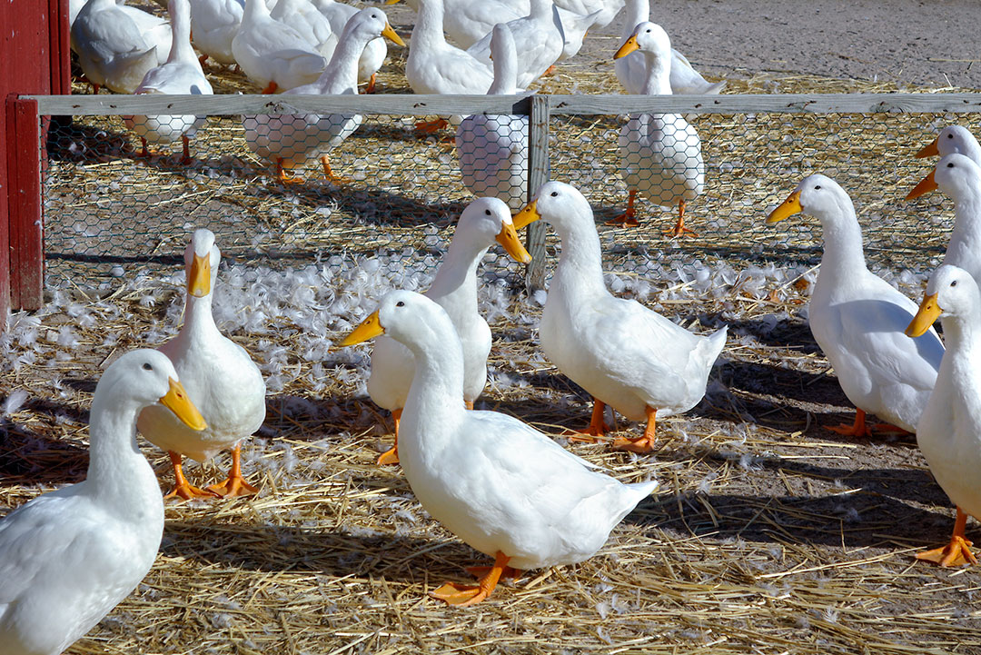 Ducks at the Cornell University Duck Research Laboratory on Long Island, N.Y.