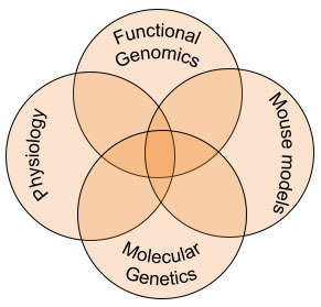 Four-circle venn diagram with equal overlap between functional genomics, mouse models, molecular genetics, and physiology