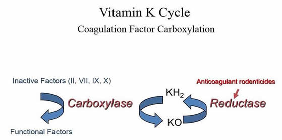 Intra-hepatic Recycling