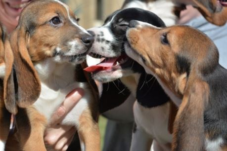 three happy beagle puppies