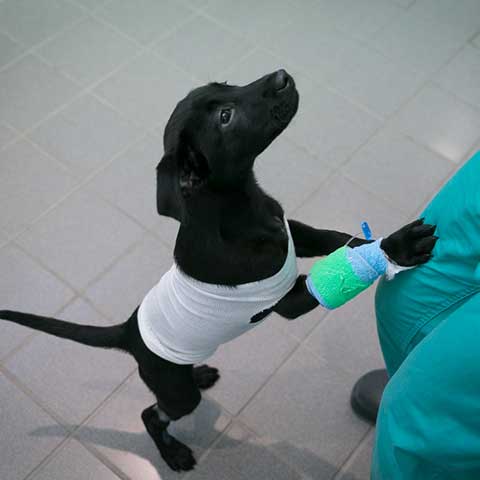 A puppy with a cast jumping on an LVT