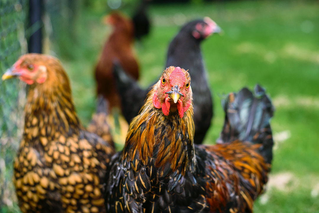 Backyard chickens