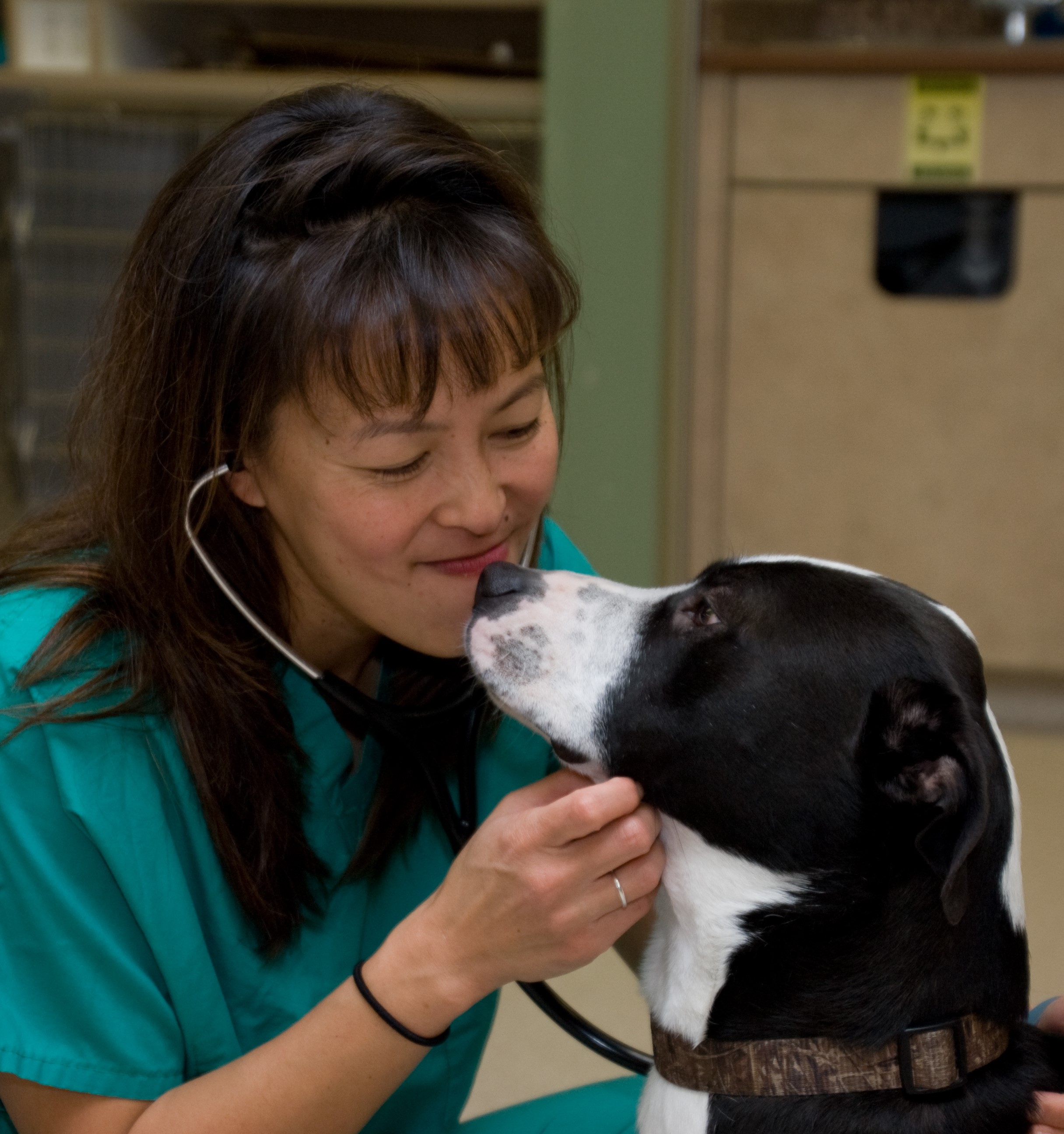 Alumni Profile: Justine Lee DVM '97 launches VETgirl to offer veterinary  continuing education | Cornell University College of Veterinary Medicine