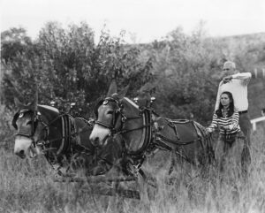 Robert Kahrs showing students how to drive a team of mules at the University of Missouri