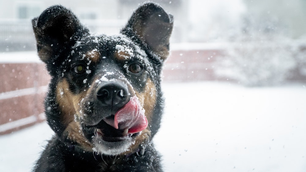 A stock photo of a black and brown dog's face covered in snow