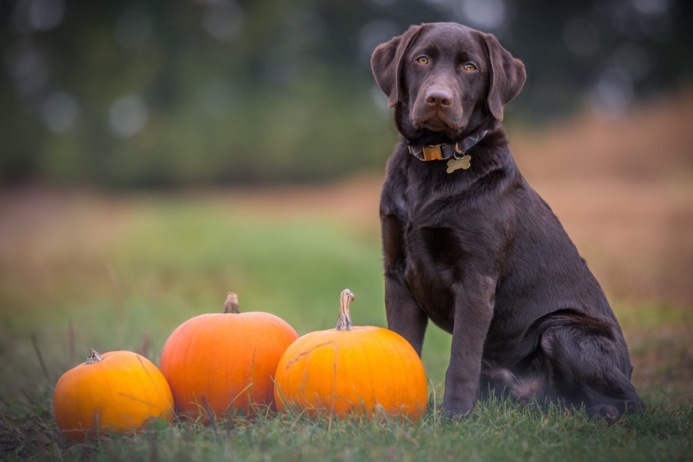 Stock photo of a chocolate Labrador seated upright in a field next to three pumpkins in fall
