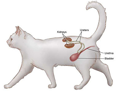 The anatomy of the feline urinary tract