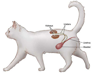 female cat uti treatment