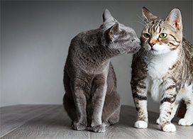 two cats checking each other out