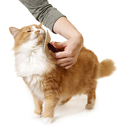 Orange and White Cat Getting Brushed