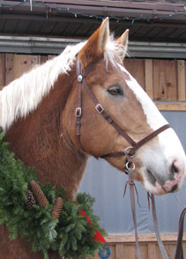 Krissy - 10-year-old Belgian Mare