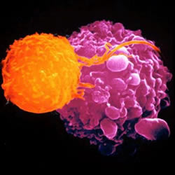 Tcell and cancer cell