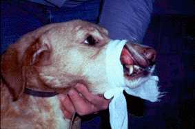 Lip bleeding in canine