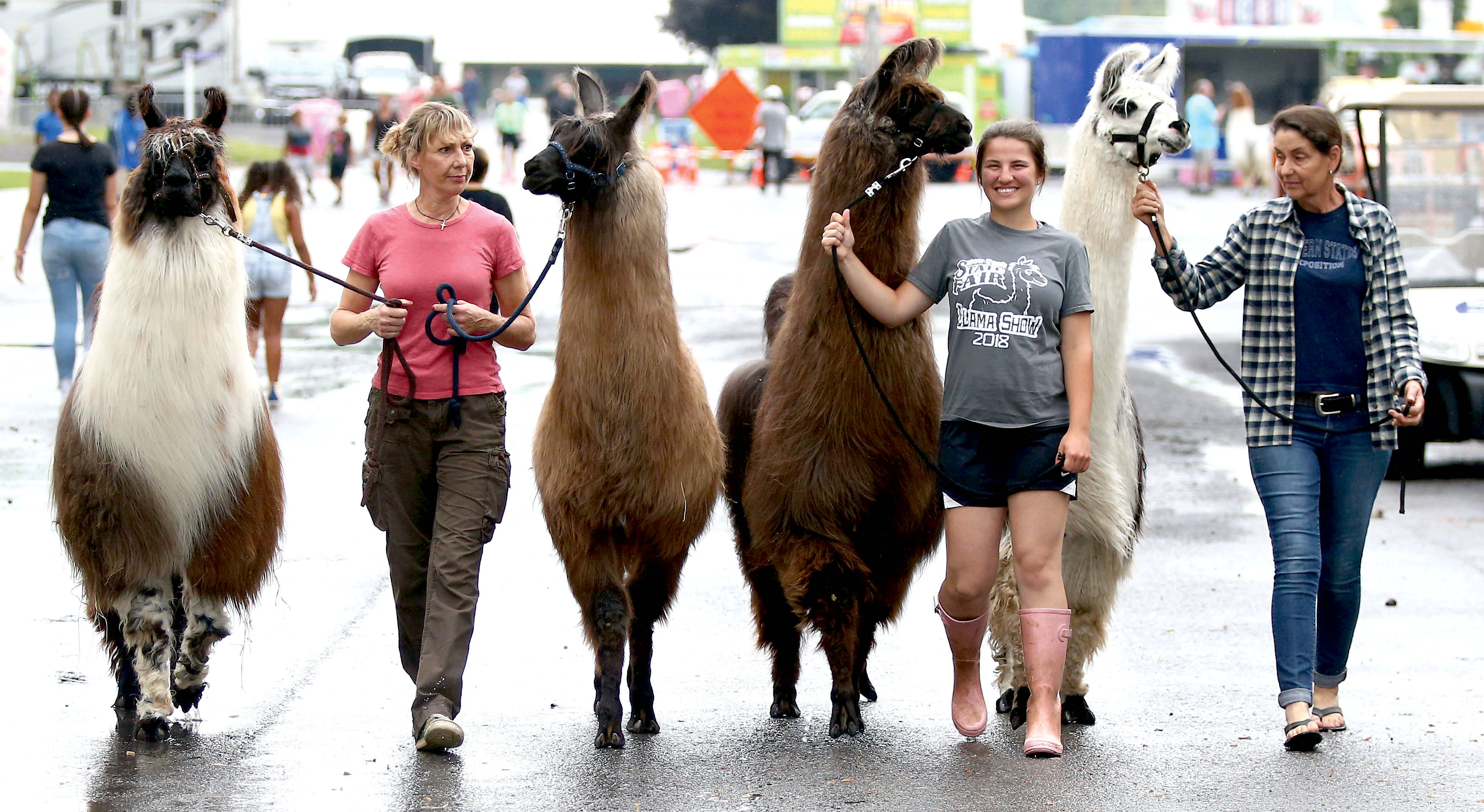 Llamas being walked at New York State Fair