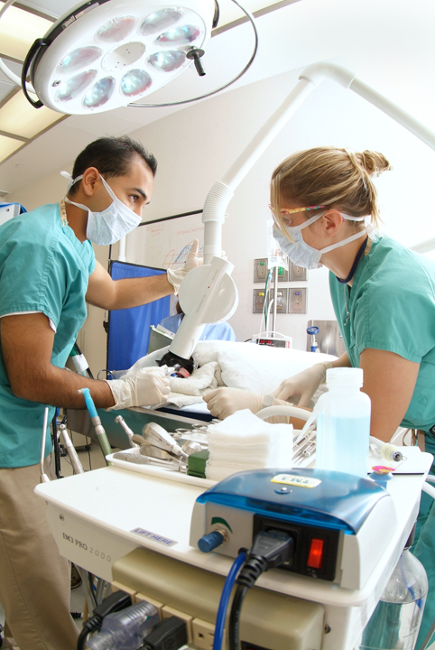 Veterinarians take dental radiographs of a patient