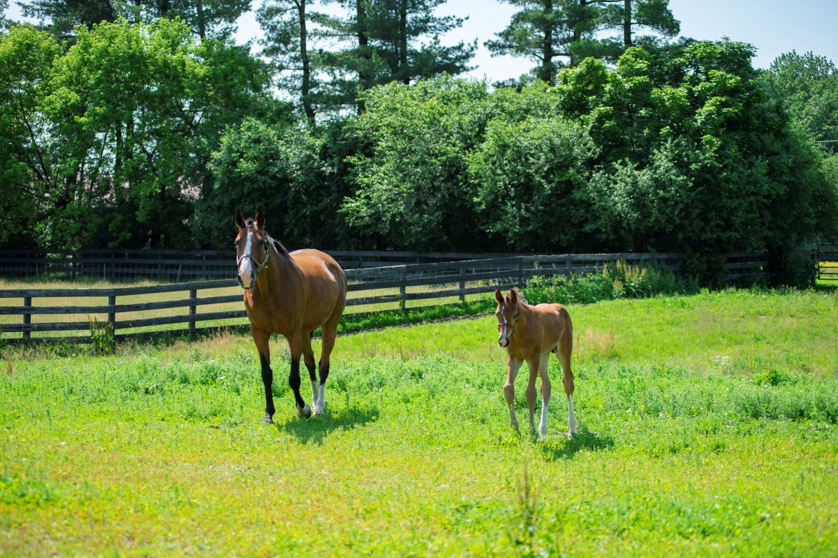 mare and foal