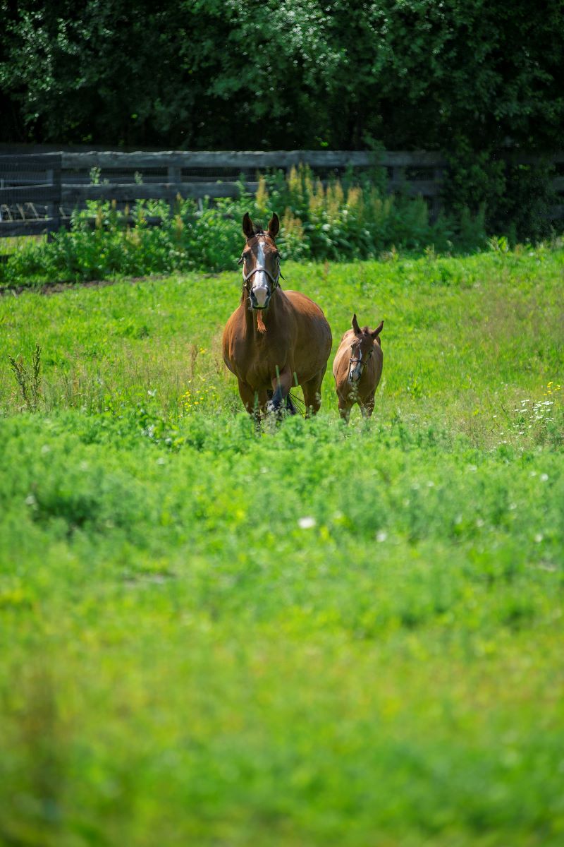 foal and mare in pasture