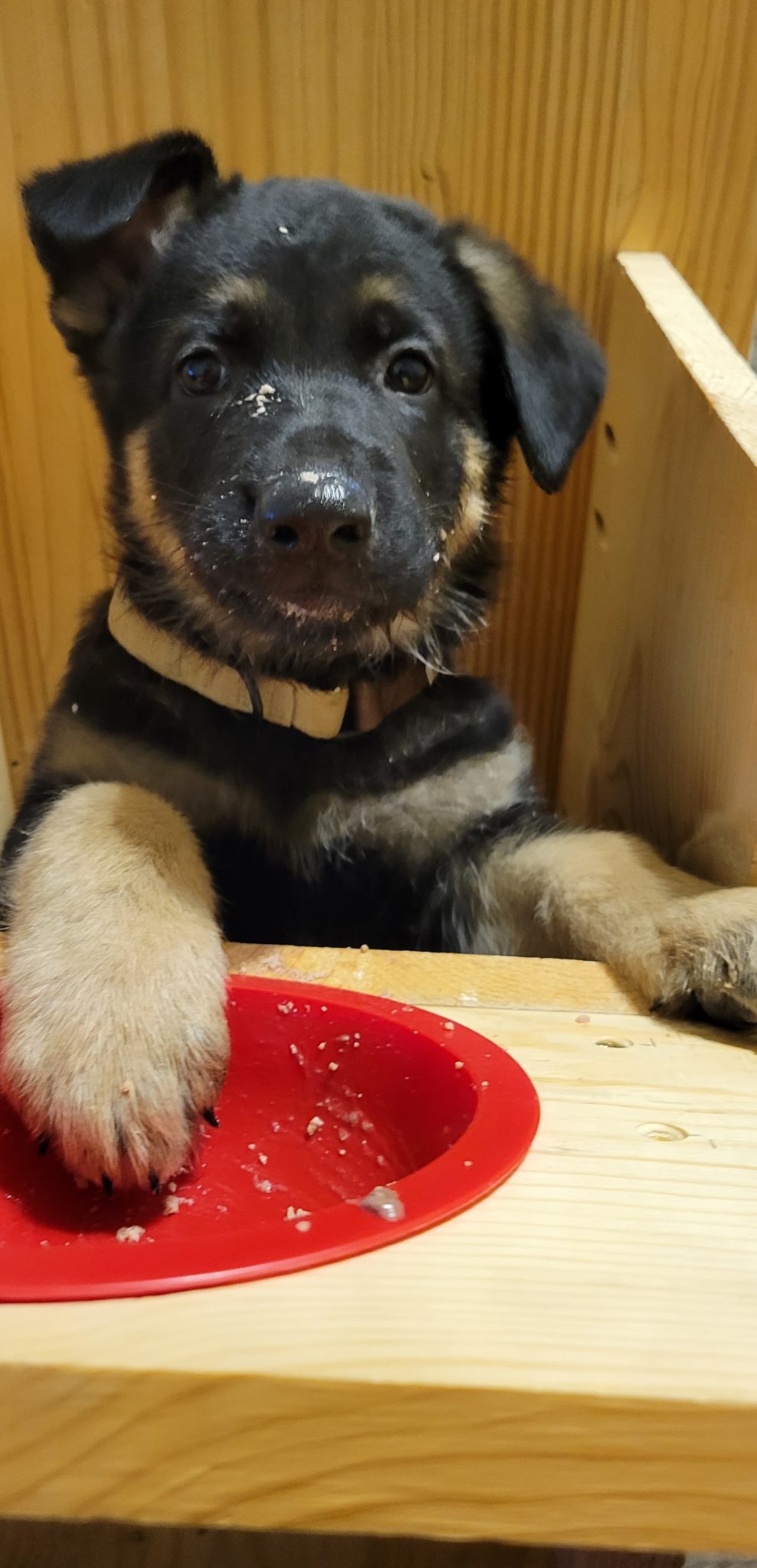 A German Shepherd dog puppy sits upright in a chair to eat