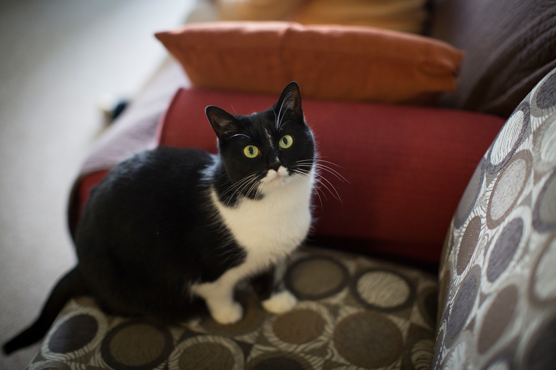 black and white cat sitting in a chair