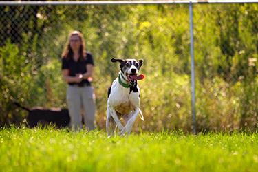 dog running in an open field