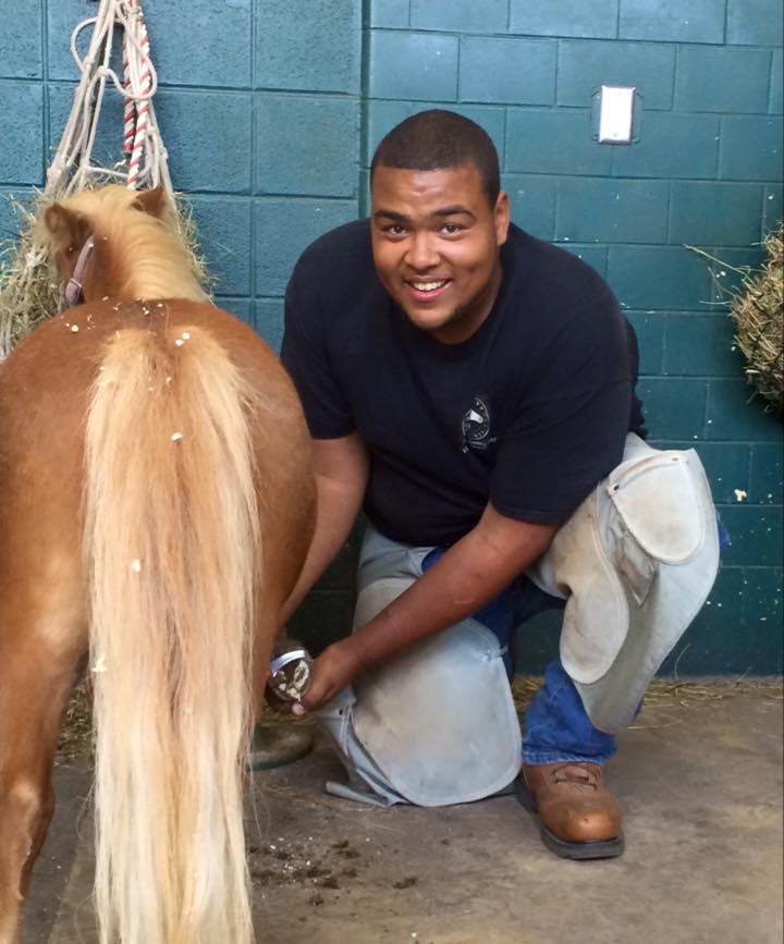 A farrier works on a miniature horse. 