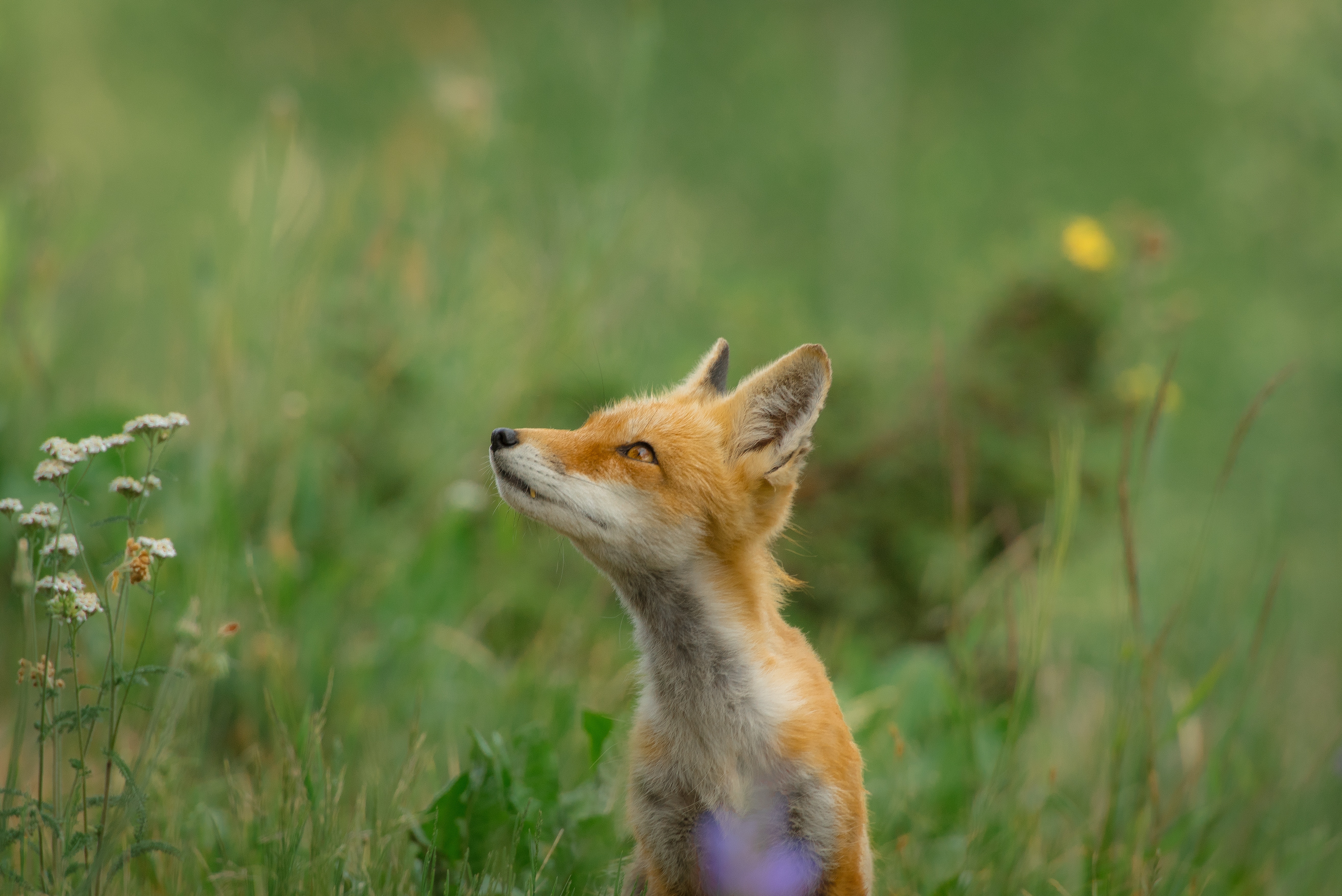 red fox in a field