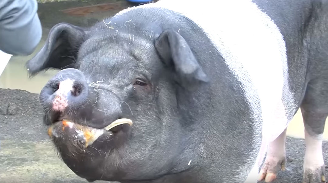 A black and white Hampshire pig