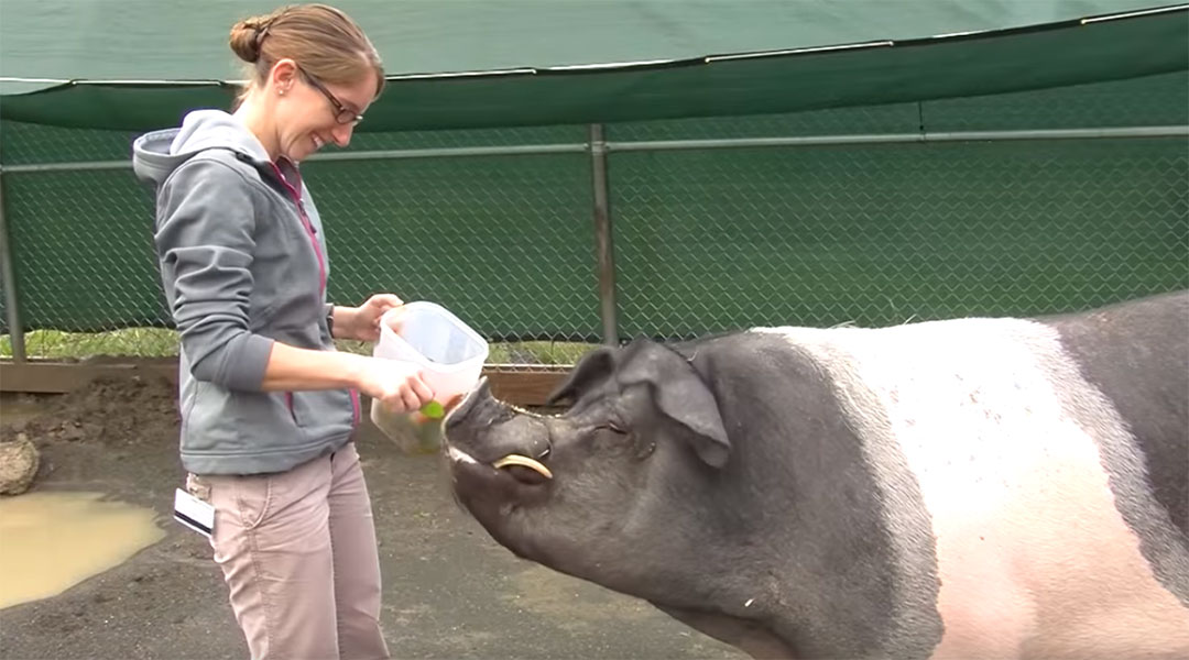 A veterinarian feeding a Hampshire pig