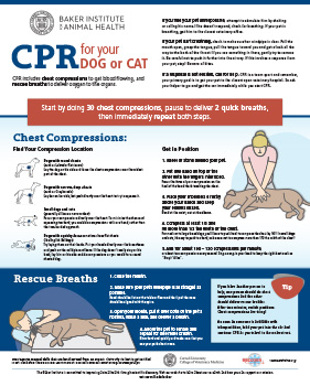 Pet Cpr Classes