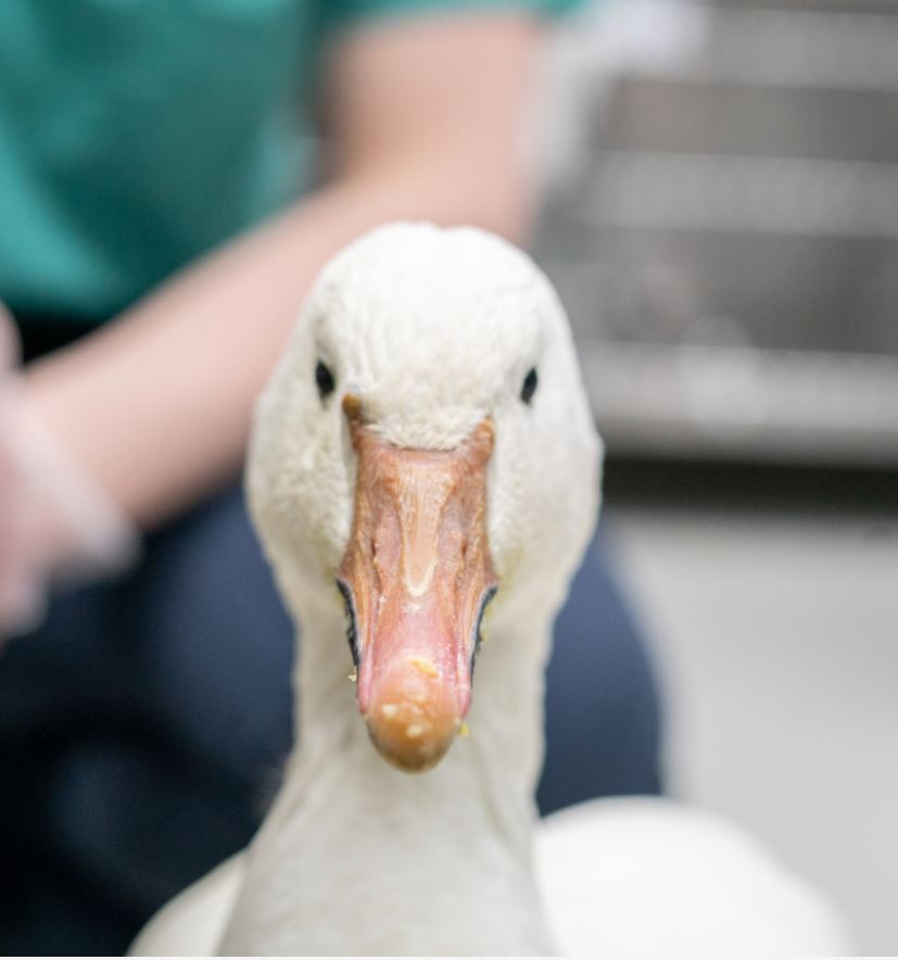 goose portrait