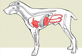 can a puppy have a false positive parvo test