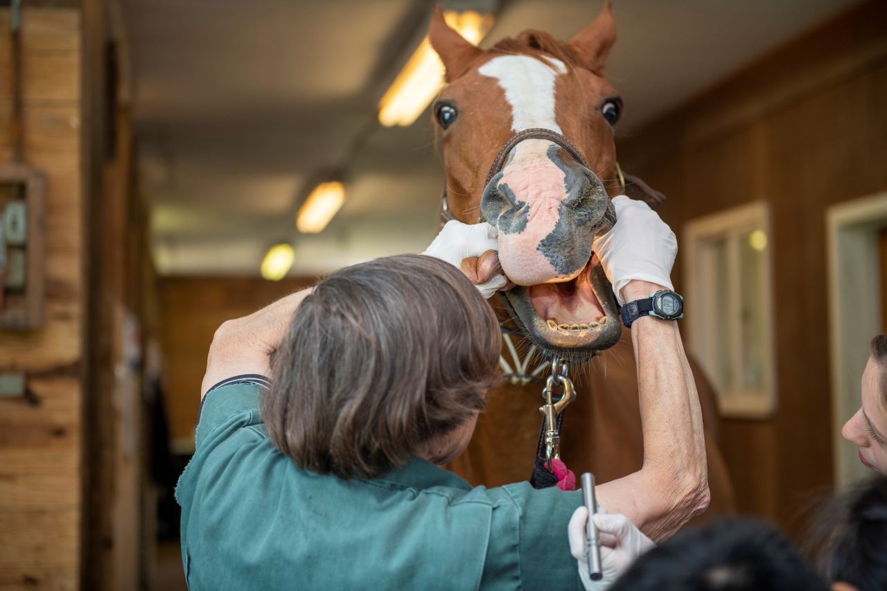 vet examining a horse's mouth