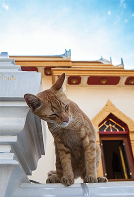 cat scratching back of neck against column