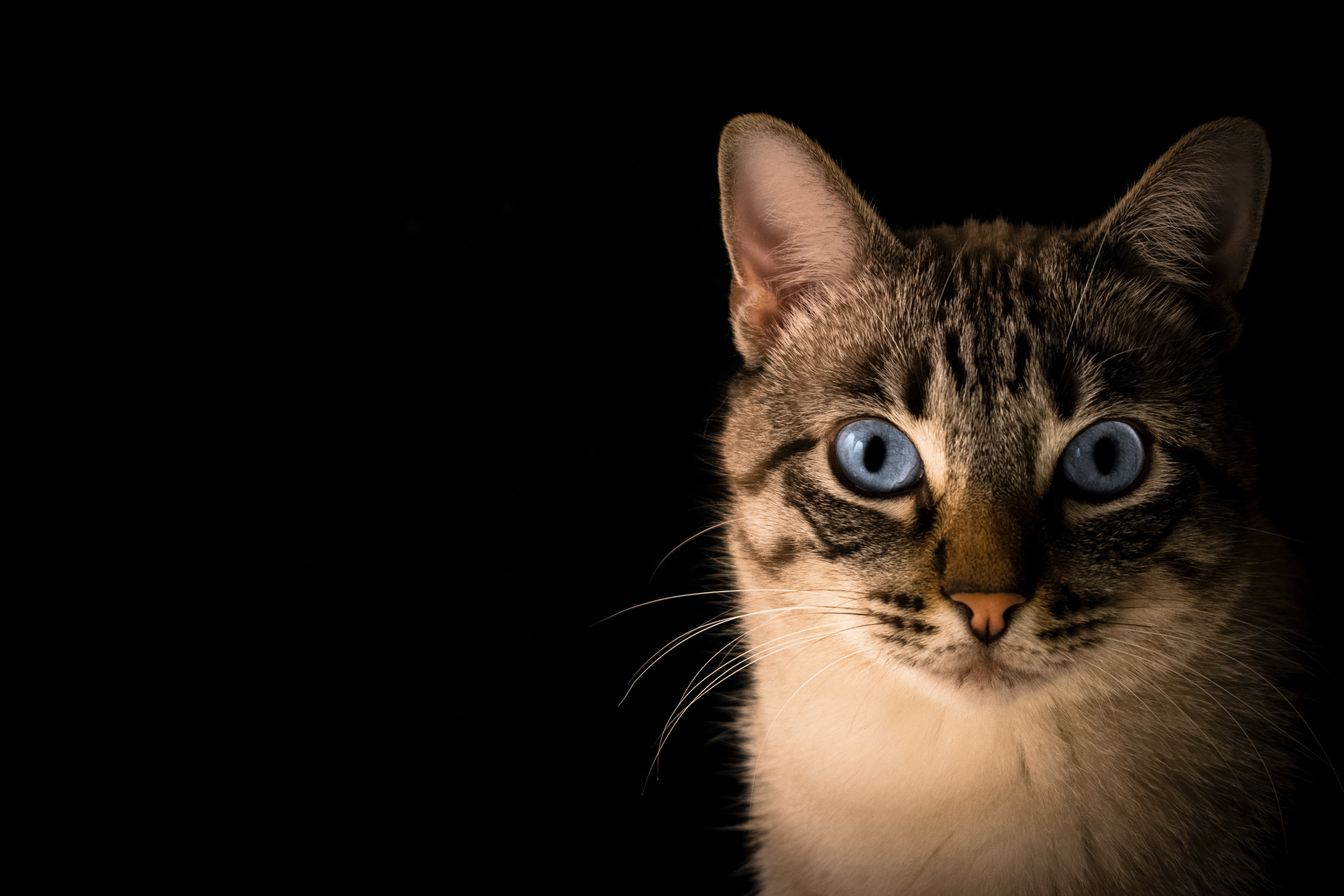 Close-up of cat with blue eyes