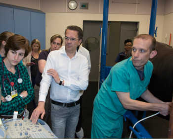 Drs. Pariaut and Santilli perform an echocardiogram of a horses heart