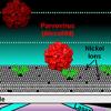 Surface mutation lets canine parvovirus jump to other species