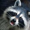 Study: wild carnivores carry canine parvovirus