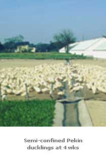 Peking ducklings at four weeks of age