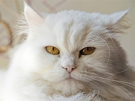 White persian cat