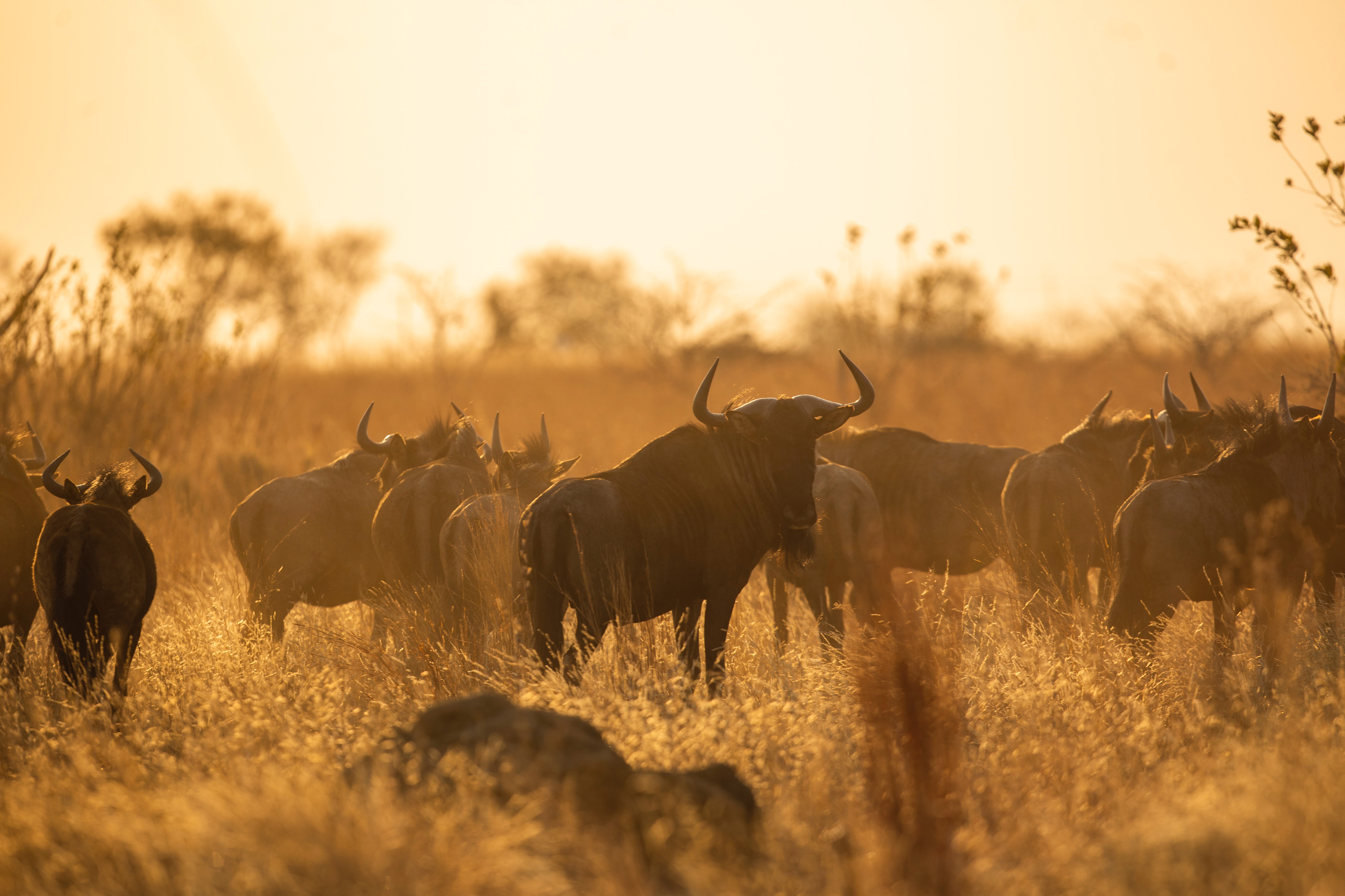 Wildebeest at sunset