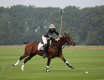 Polo player on horse hitting ball